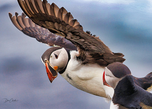 Puffin takes Flight